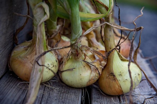 Полезные onion сайты